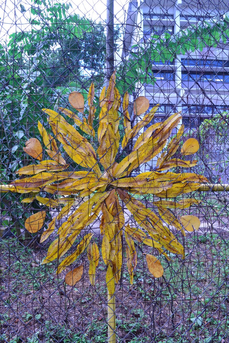 MANDALA-1-DIEGO-SANTIAGO